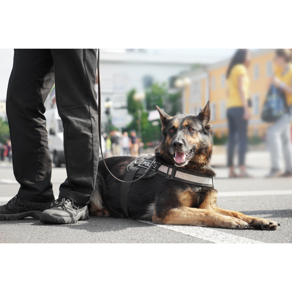 Concert Security 1 security guard services sydney, concert security