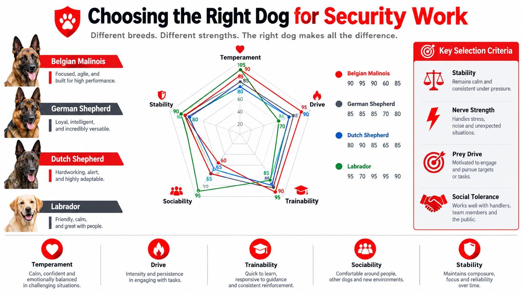 7 Essential Steps for K9 Security Training Excellence 1 A comparison chart showing temperament, drive, trainability, sociability, and stability for four different security dog breeds.